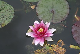 水百合,水,美容