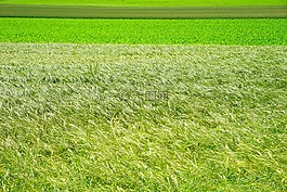 字段,農(nóng)業(yè),管理