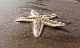 海星,海滩,沙