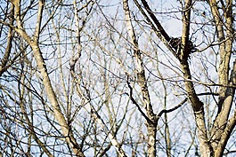 樹(shù)木,秋季,天空