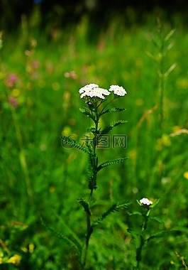 蓍草,blueme,开花