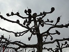 飛機(jī),樹,審美