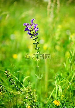 野生圣人,花,開花