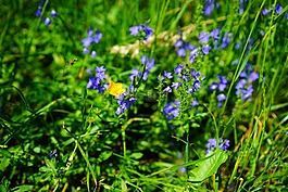 尖毛茛,花,黃色