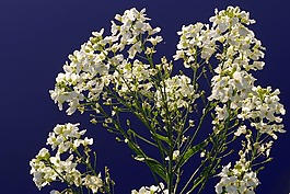 花,白,奶油