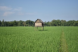 稻田,自然,綠色