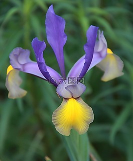 鳶尾花,花,花園