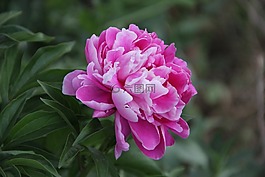 花,自然,粉色牡丹