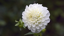 性質,花,花香