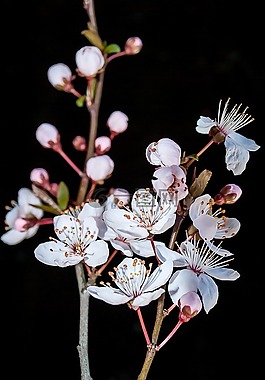 開花,春天,性質(zhì)