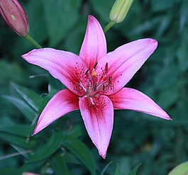 花,百合,植物