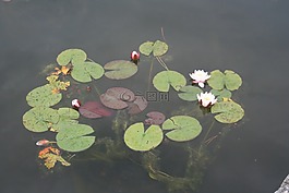 游戏,水,春