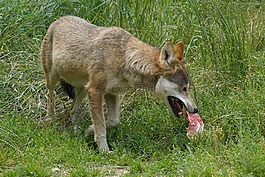 狼,食品