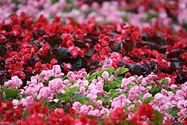 鲜花,花坛,花园