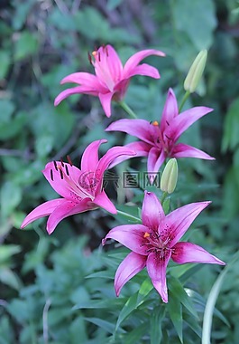 百合花,花,植物