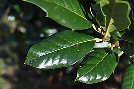 叶子,植物,绿色潮流