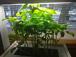羅勒,草本植物,zengrove