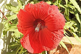 芙蓉,開花,紅色