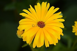 向日葵,重點(diǎn),花