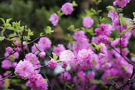 鮮花,春天的花朵,植物