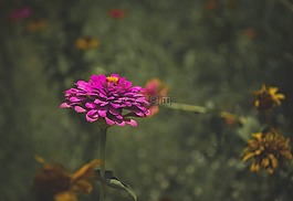 花,紫色,陰沉