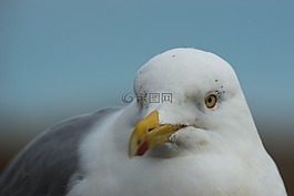 青魚鷗,拉魯斯弓,肖像