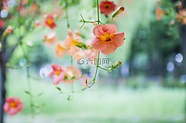 普通人的花,campsis,鮮花