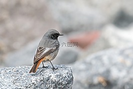 黑色紅尾鴝,phoenicurus ochruros,格蘭