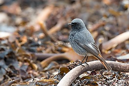 黑色紅尾鴝,phoenicurus ochruros,格蘭