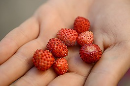 野草莓,攜帶,護理