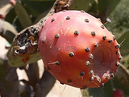 仙人掌,無花果,水果