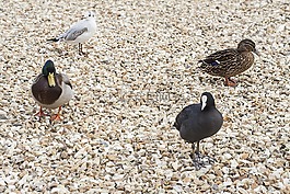 鳥,動物群,鴨