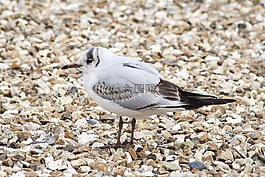 鳥,動物群,海邊