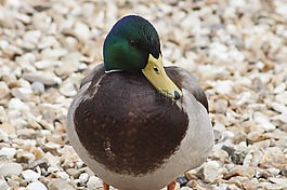 鳥,動物群,鴨