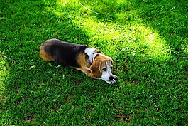 比格犬,狗,狗臉