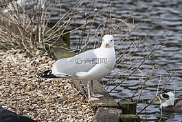 鳥,動物群,海鷗