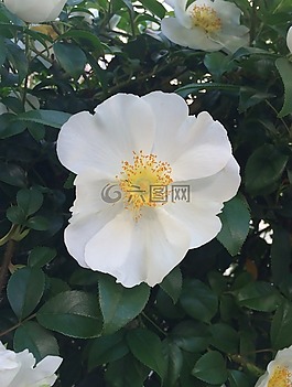shirobana hamanasu,hamanasu,鲜花