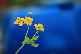 白屈菜,鮮花,大自然