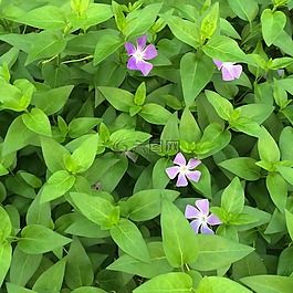 藤日期日期草,長春花,小花