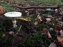 蘑菇,林,林地