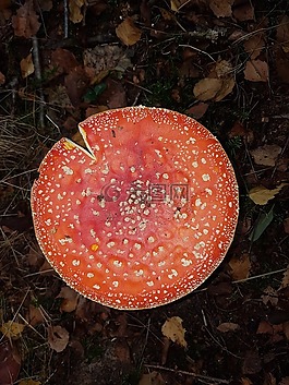 蘑菇,秋季,林