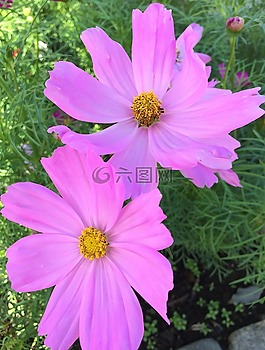 宇宙,鮮花,粉色