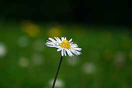 雛菊,花,草坪