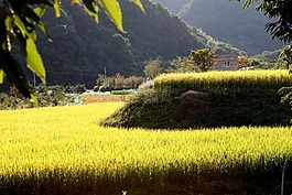 秋季,鮮花,大自然