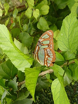 蝴蝶,昆虫,野生动物