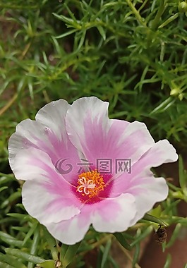 花,白,粉紅色