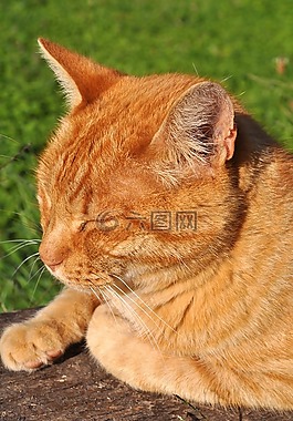 猫,红猫,宠物