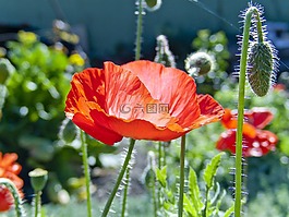 馬克,紅花,性質(zhì)
