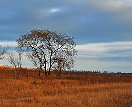 樹,原野,秋