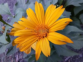 墨西哥向日葵,花园里的花,自然花